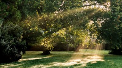 Embrace the New Wave: Forest Bathing for Urban Minds in 2026