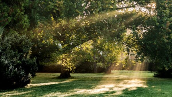 Embrace the New Wave: Forest Bathing for Urban Minds in 2026