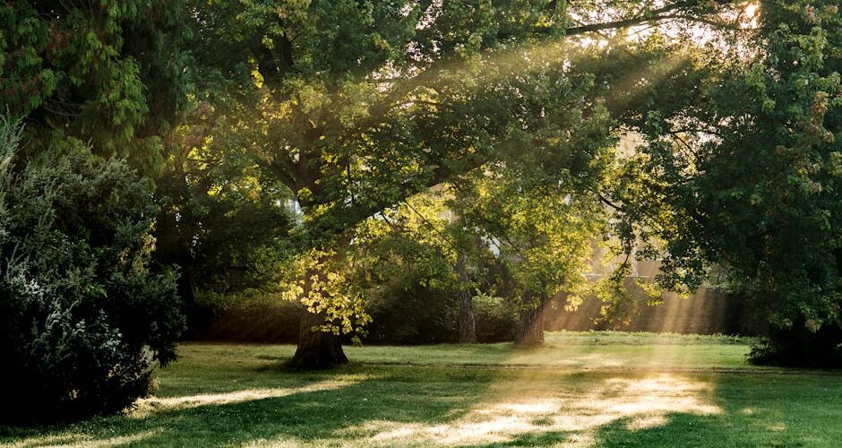 Embrace the New Wave: Forest Bathing for Urban Minds in 2026
