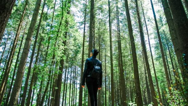 10 Surprising Benefits of Forest Bathing