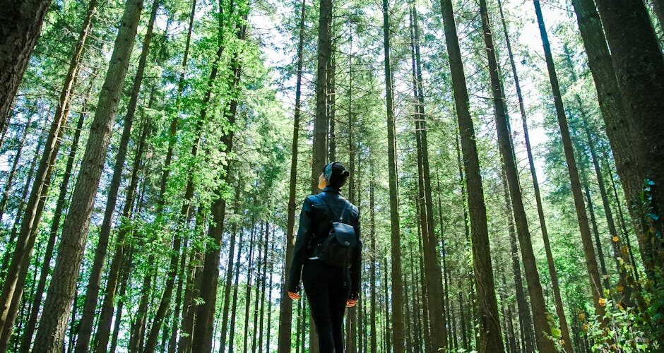 10 Surprising Benefits of Forest Bathing