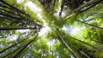The 2026 Guide to Forest Bathing: Reconnecting with Nature for Better Health