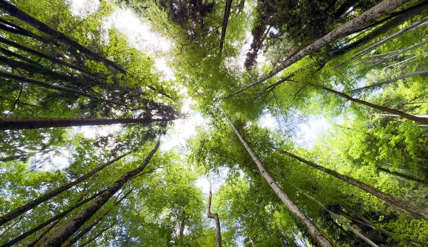 The 2026 Guide to Forest Bathing: Reconnecting with Nature for Better Health